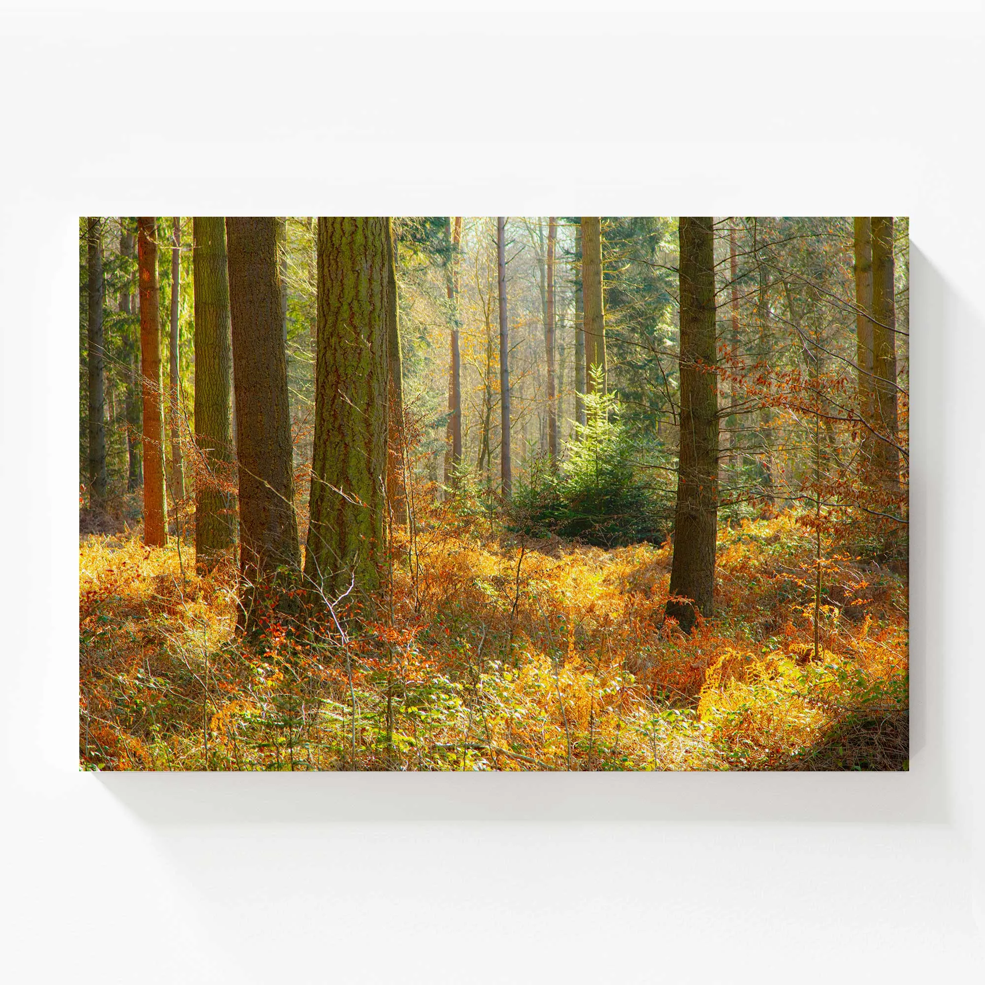 Autumn Whispers in Normandy Large Canvas Print