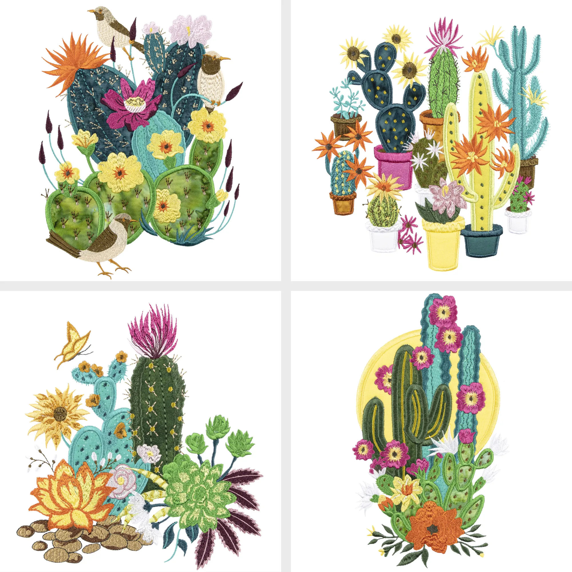 Blooming Cacti