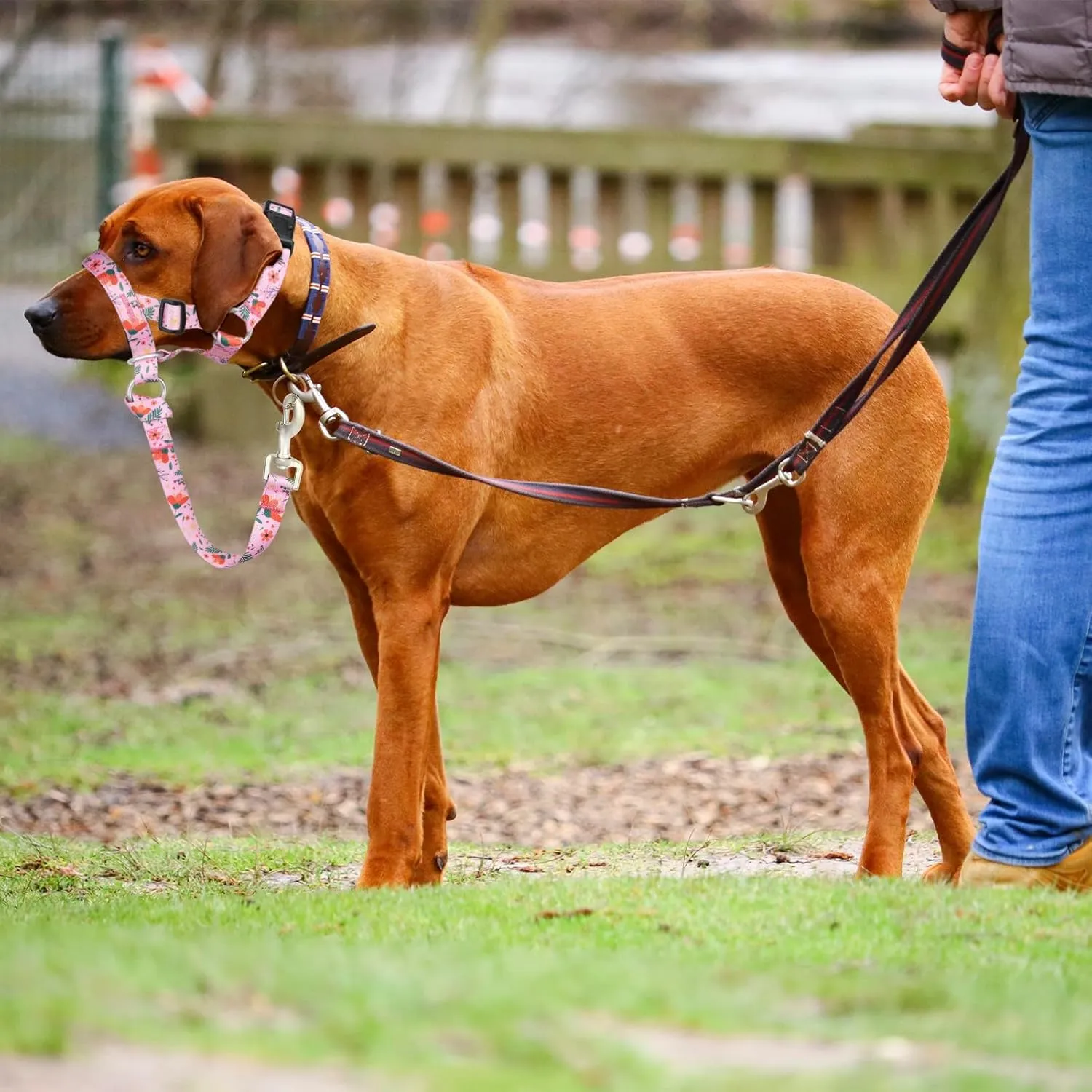 Dog Head Collar, Printed No-Pull Headcollar, Adjustable Dog Head Halter Gentle Lead with Safety Link, 3 Colors Muzzle Leash for Small Medium Large X-Large Dogs Easy Walks(Large, Mimosa)