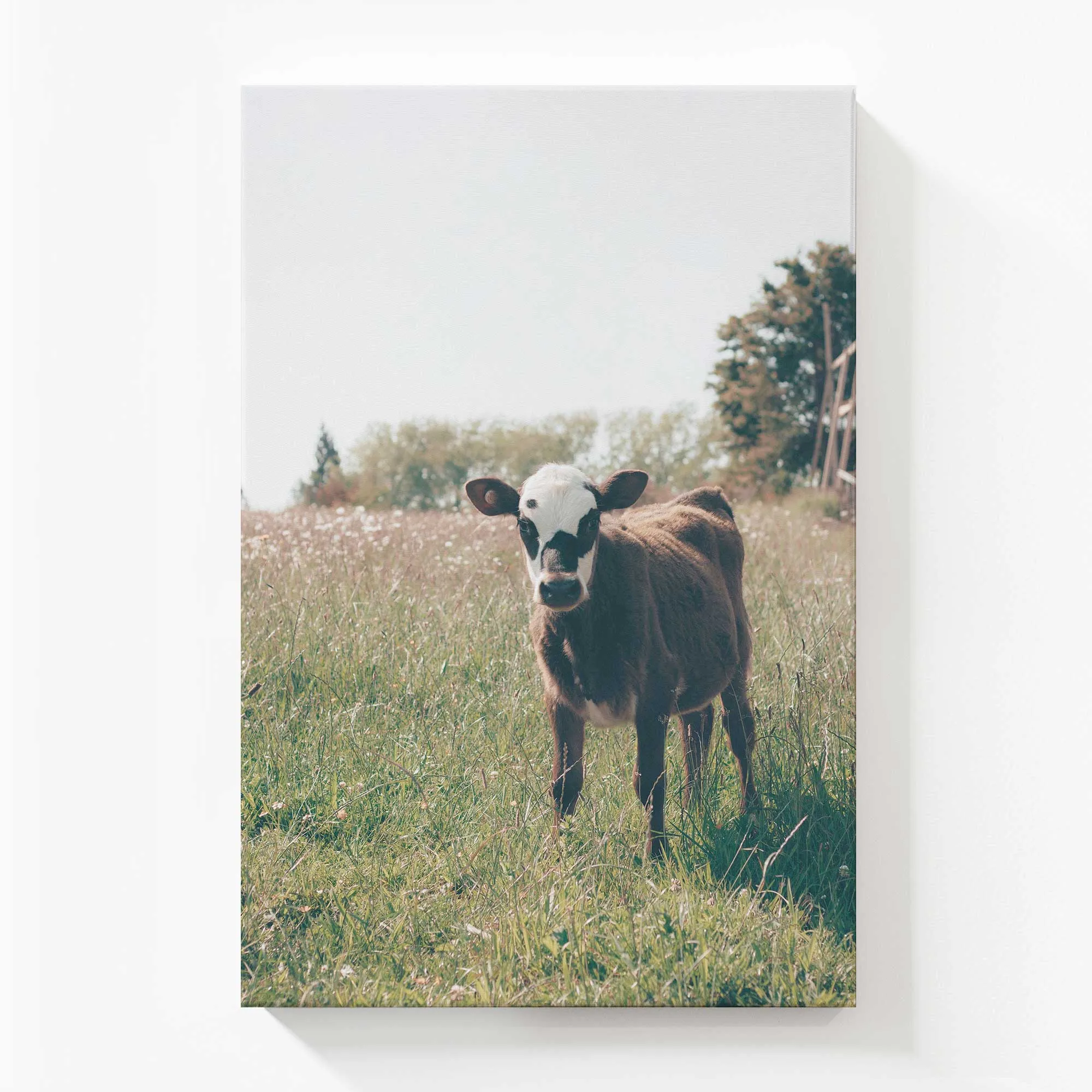 The Little Brown Wonder Large Canvas Print
