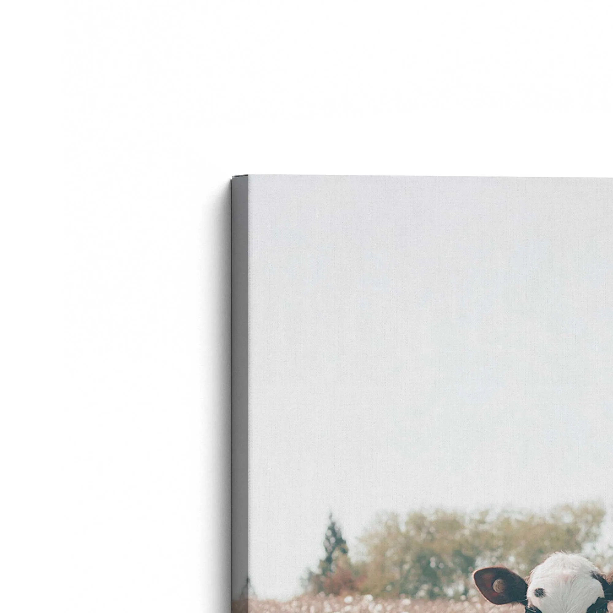 The Little Brown Wonder Large Canvas Print