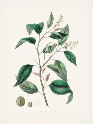 Trademark Fine Art Canvas Wall Art - John Stephenson and 'Purging Croton Medical Botany' Wall Art for Living Room, Bedroom, or Office Décor