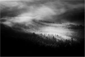 Trademark Fine Art Canvas Wall Art - Rado Gadoczi 'Forest' Wall Art for Living Room, Bedroom, or Office Décor