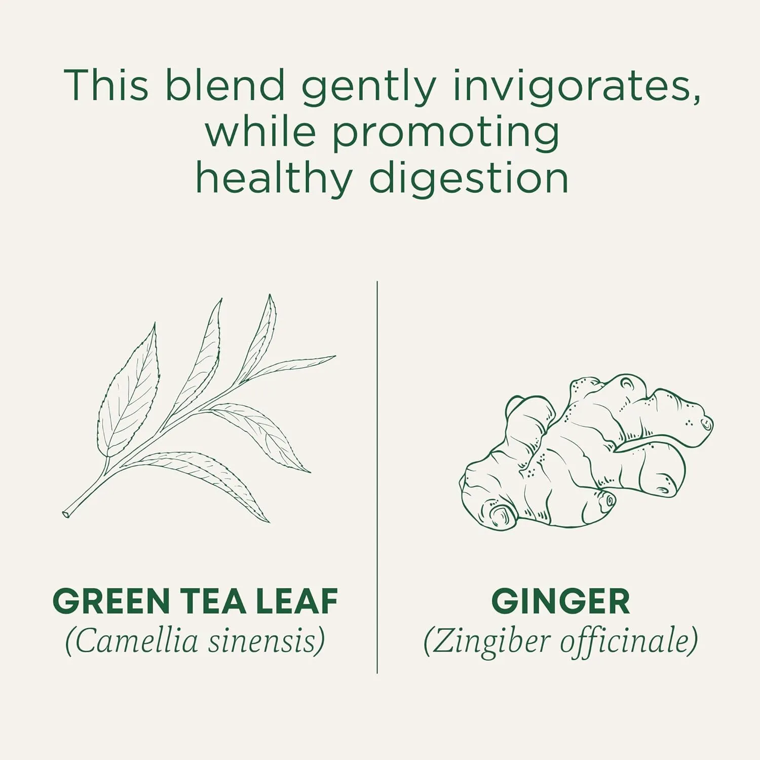 Traditional Medicinals Tea, Organic Green Tea Ginger, Promotes Healthy Digestion, 96 Tea Bags (6 Pack)