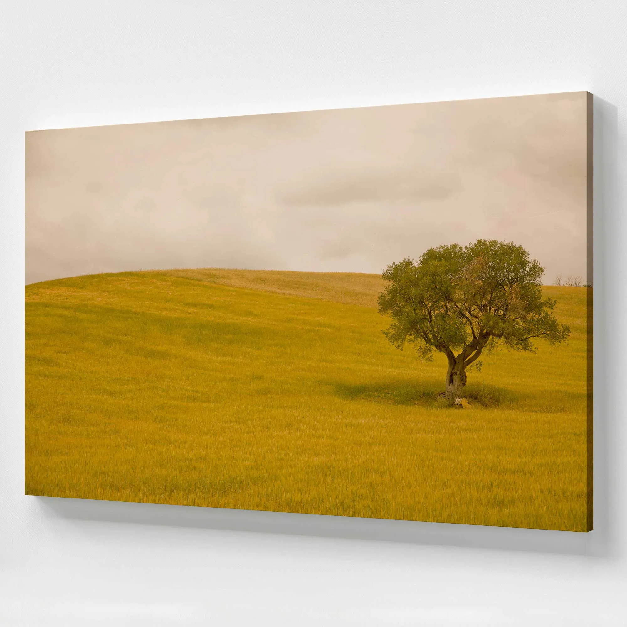 Tuscan Fields' Charm Large Canvas Print