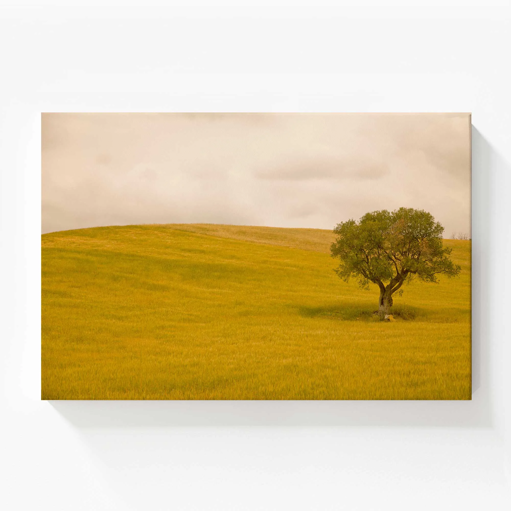 Tuscan Fields' Charm Large Canvas Print