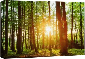 wall26 Canvas Print Wall Art Sunrise Over The Green Forest Nature Wilderness Photography Modern Art Rustic Scenic Colorful Multicolor for Living Room, Bedroom, Office - 24"x36"